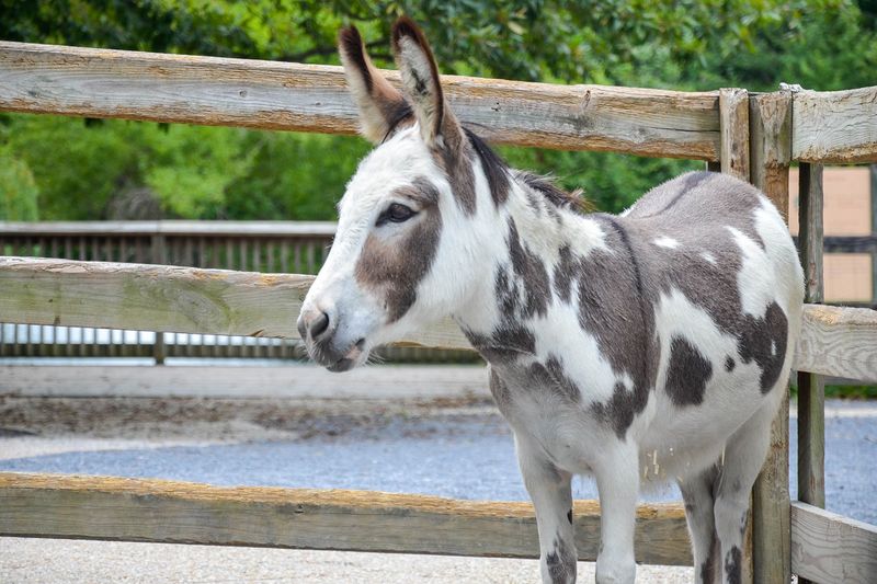 Miniature Donkey