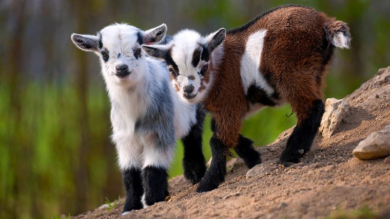 Miniature Goats Need Friends