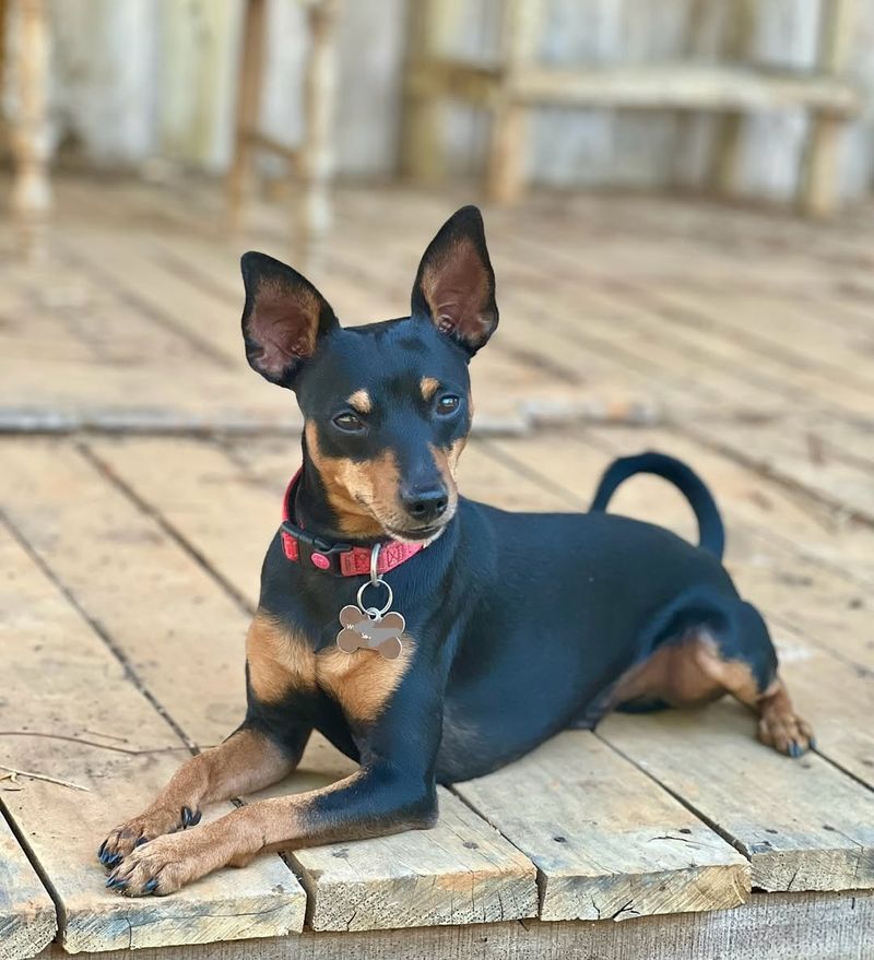 Miniature Pinscher