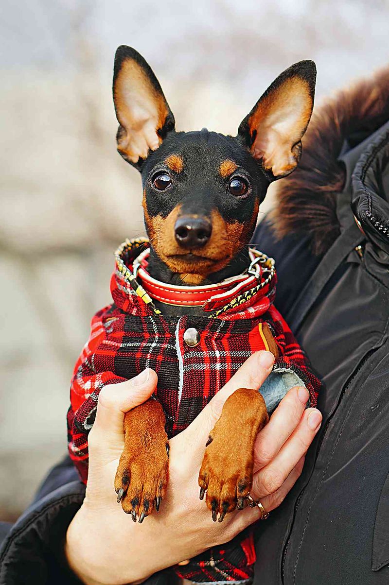 Miniature Pinscher