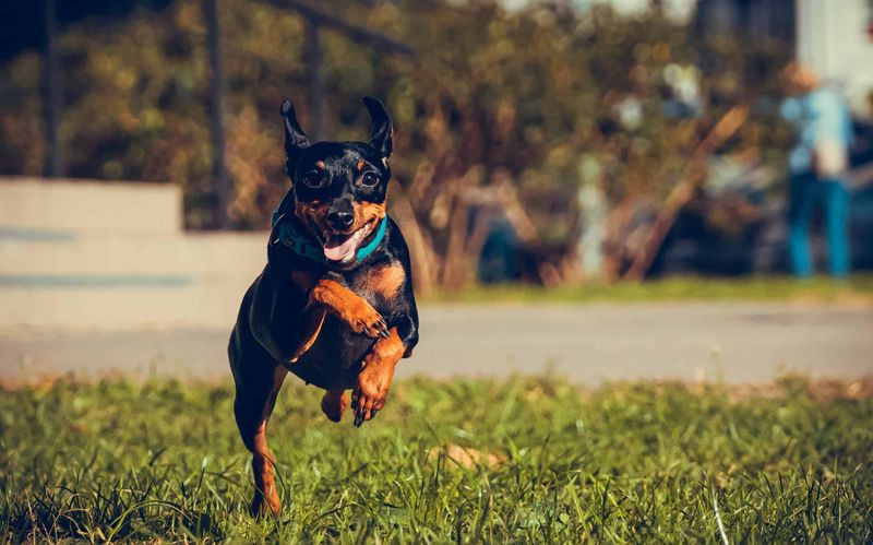 Miniature Pinscher