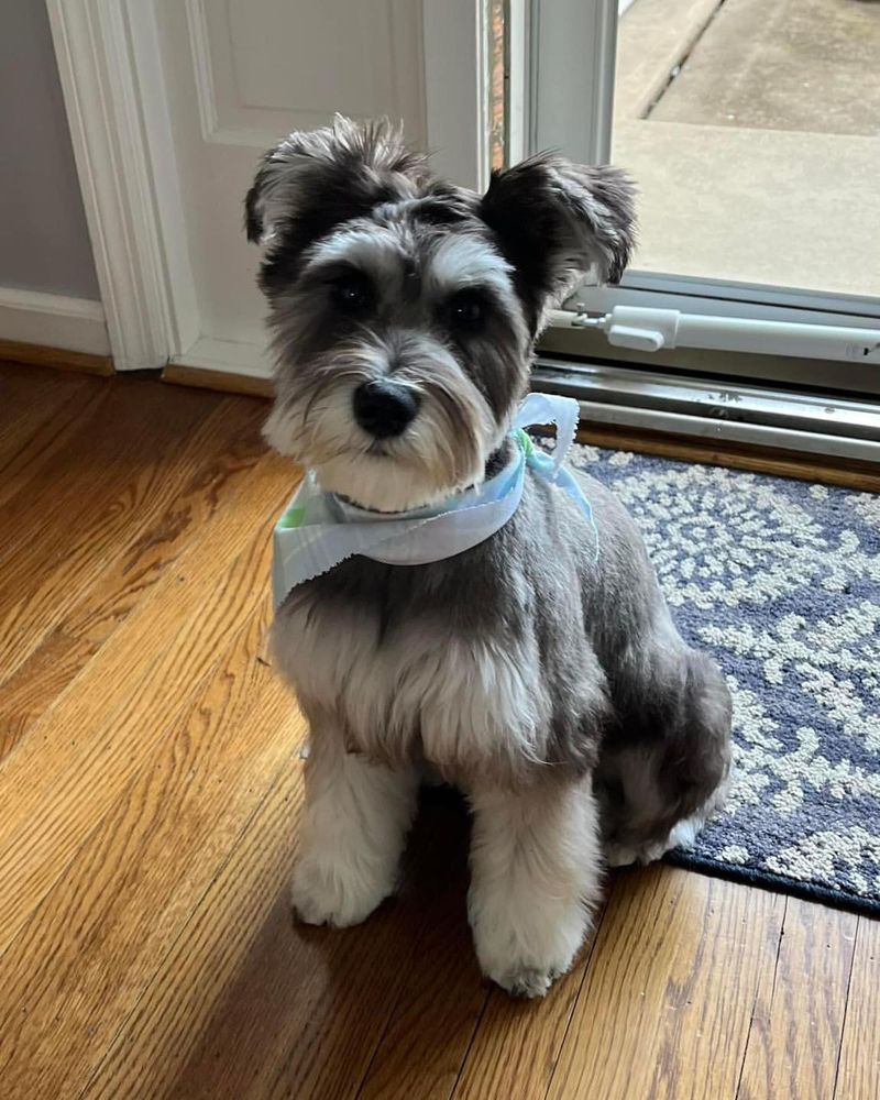 Miniature Schnauzer