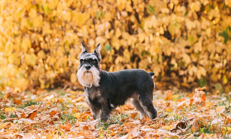 Miniature Schnauzer