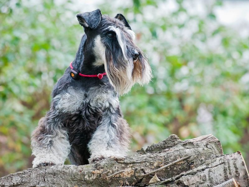 Miniature Schnauzer