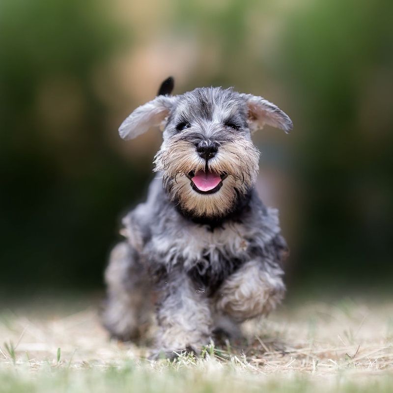 Miniature Schnauzer