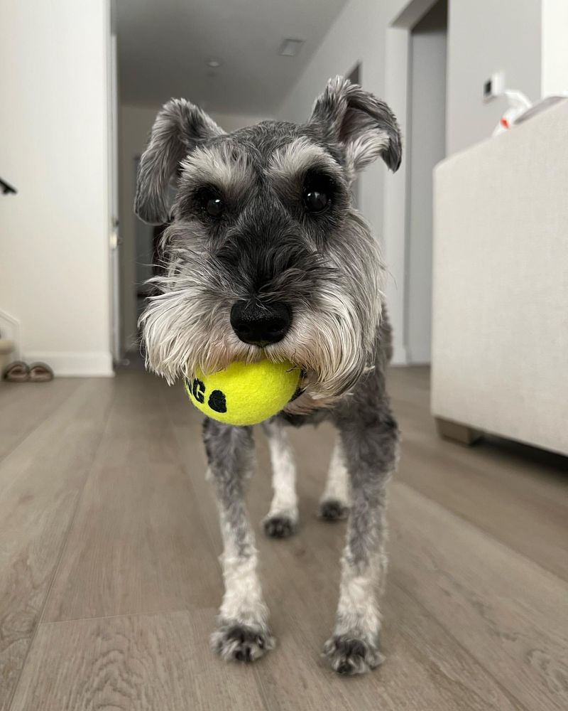 Miniature Schnauzer