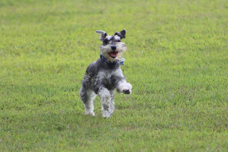 Miniature Schnauzer