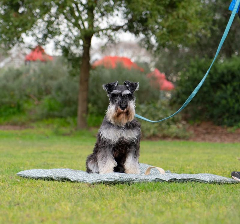 Miniature Schnauzer