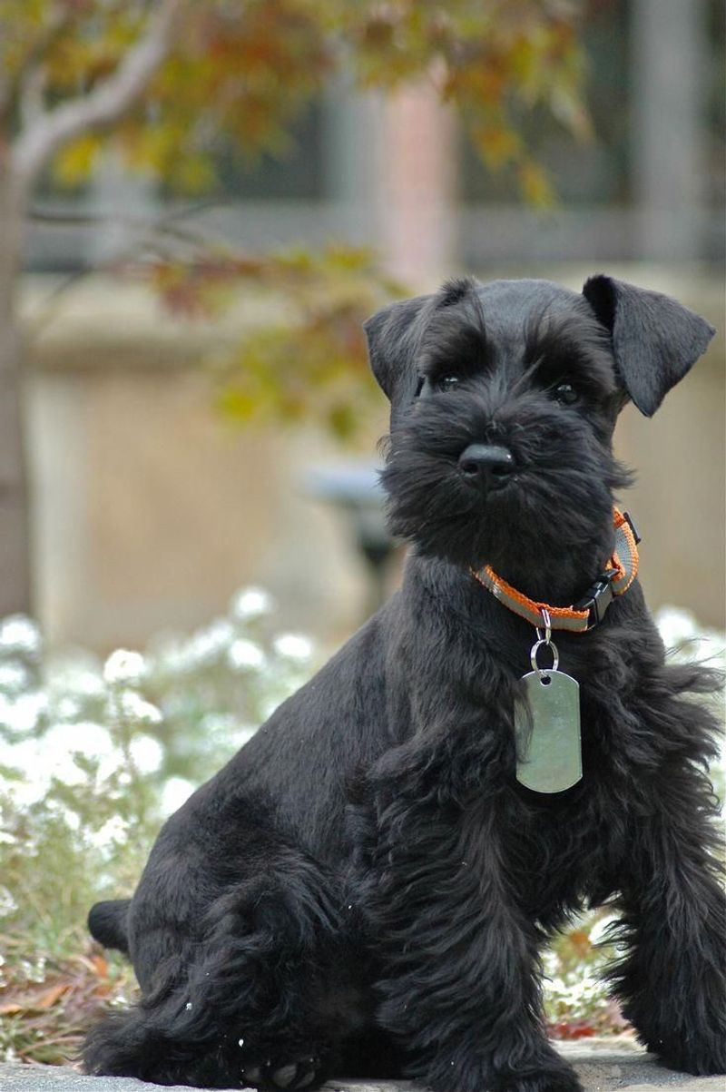 Miniature Schnauzer