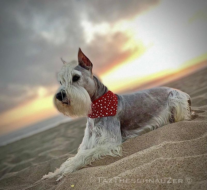 Miniature Schnauzer