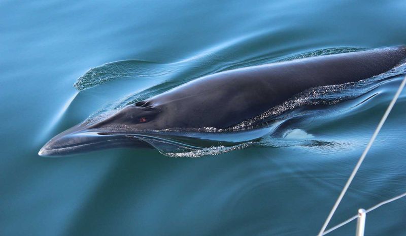 Minke Whale