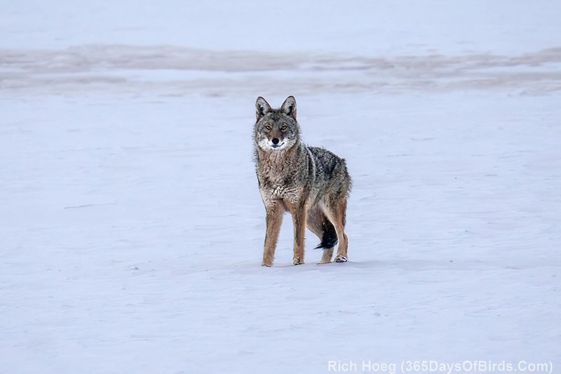 Minnesota's Timber Wolf