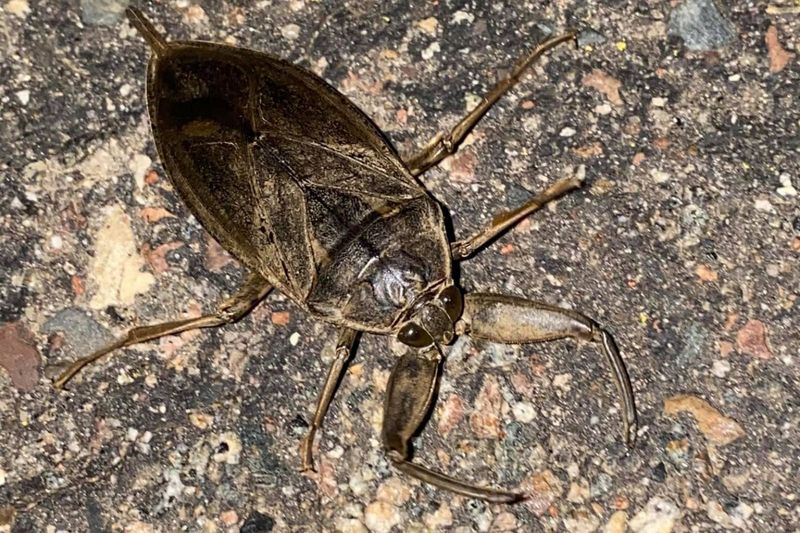 Minnesota's Giant Water Scorpion