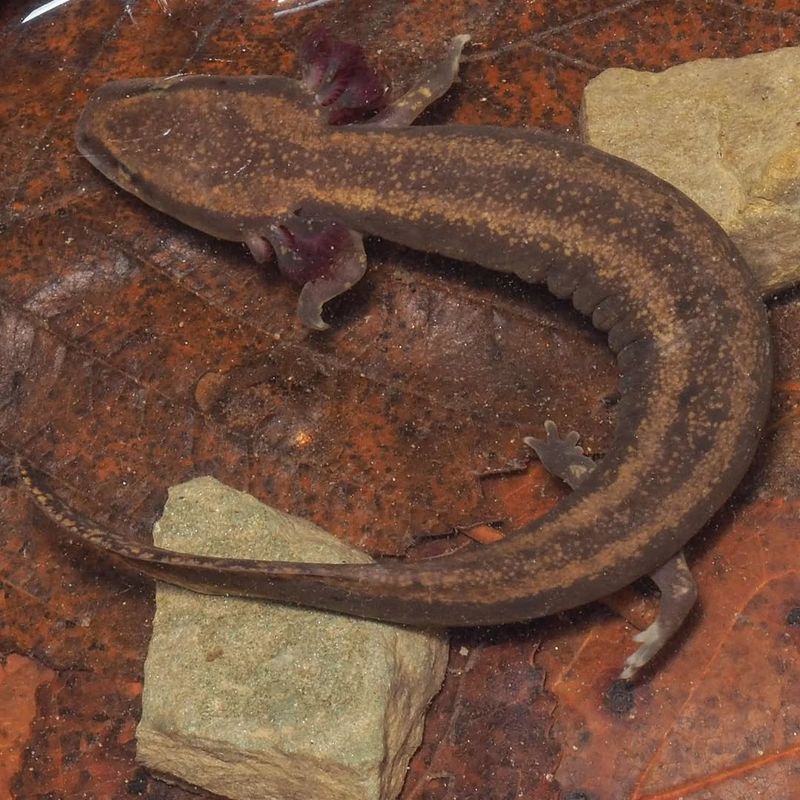 Minnesota's Water Wanderer: Mudpuppy