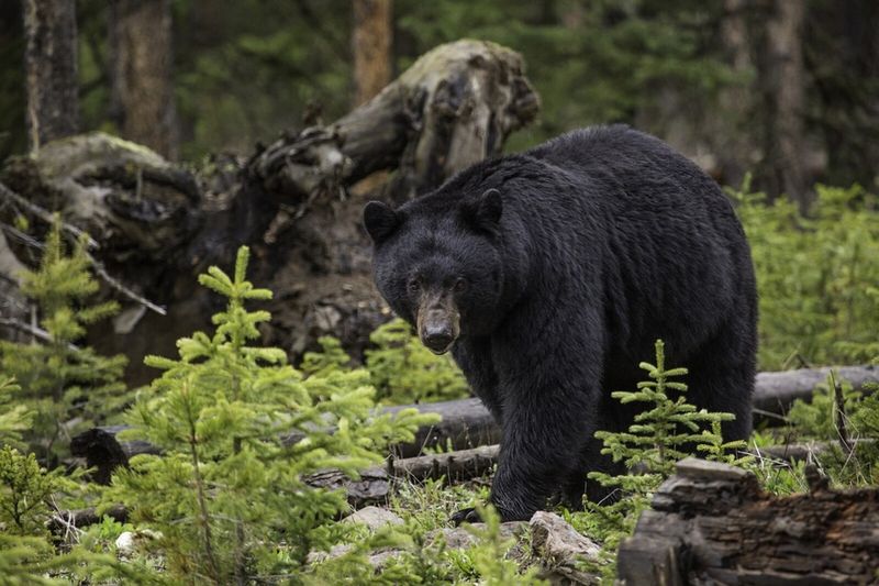 Minnesota Bear