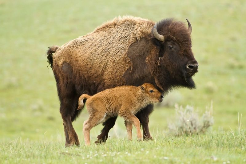 Minnesota Bison