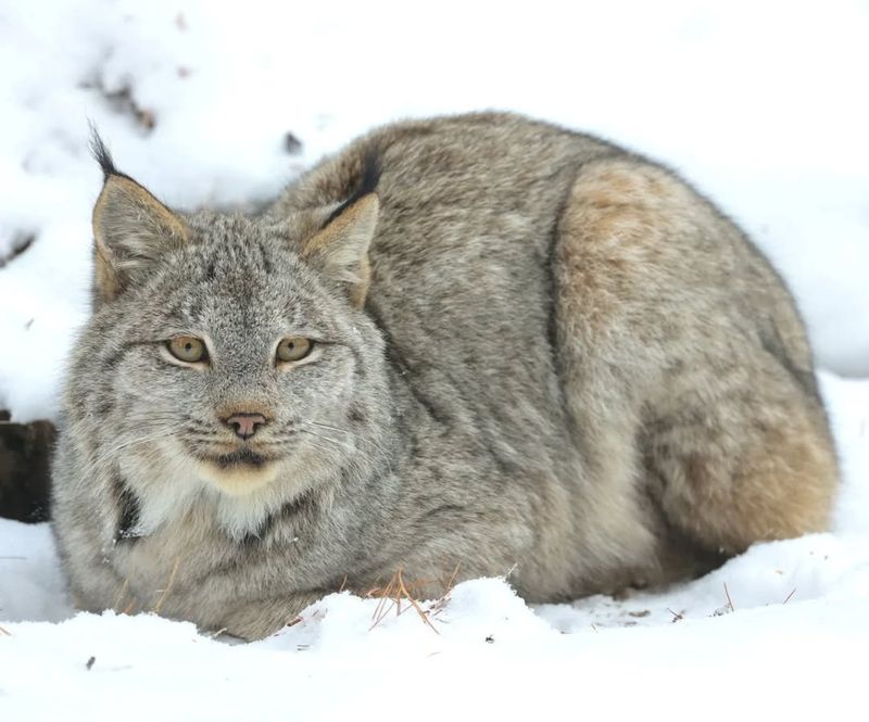 Minnesota - Canada Lynx