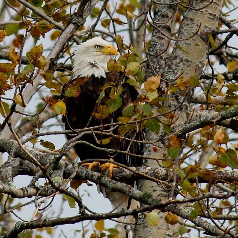 Minnesota Forest Eagle