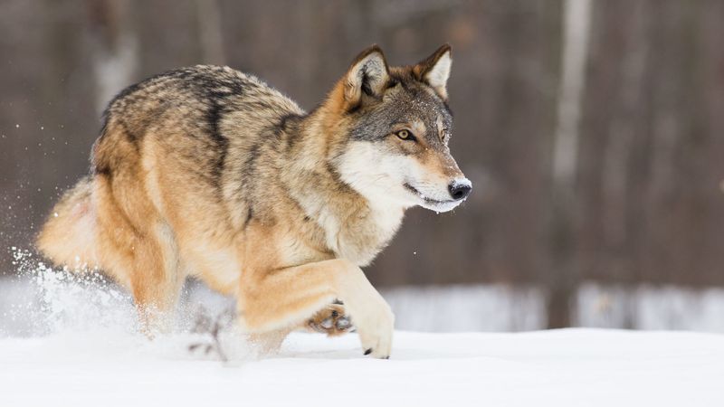 Minnesota: Gray Wolf