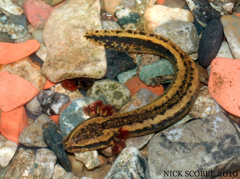 Minnesota Mudpuppy