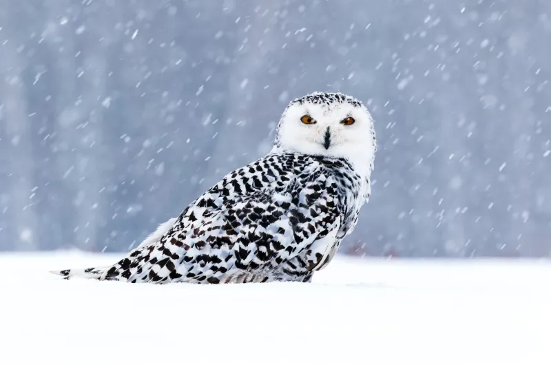 Minnesota - Snowy Owl