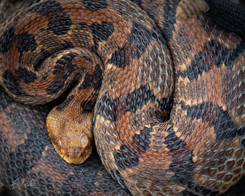 Minnesota - Timber Rattlesnake