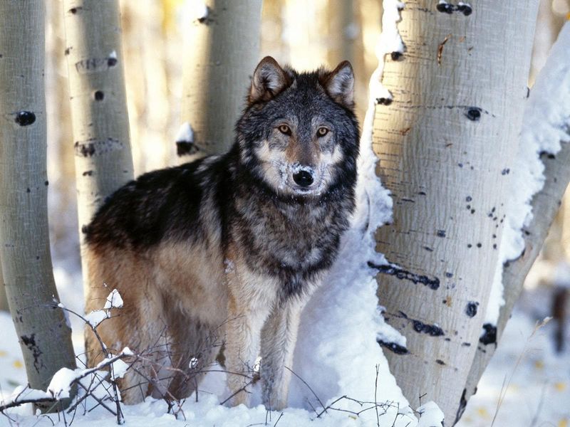 Minnesota - Timber Wolf