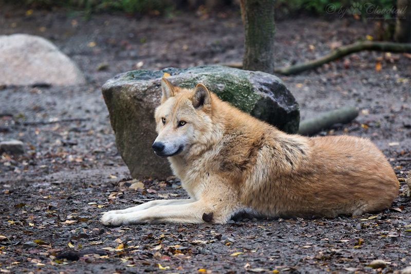 Minnesota - Timber Wolves