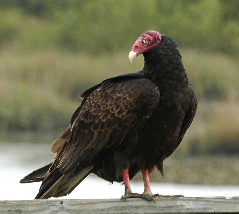 Minnesota - Turkey Vulture