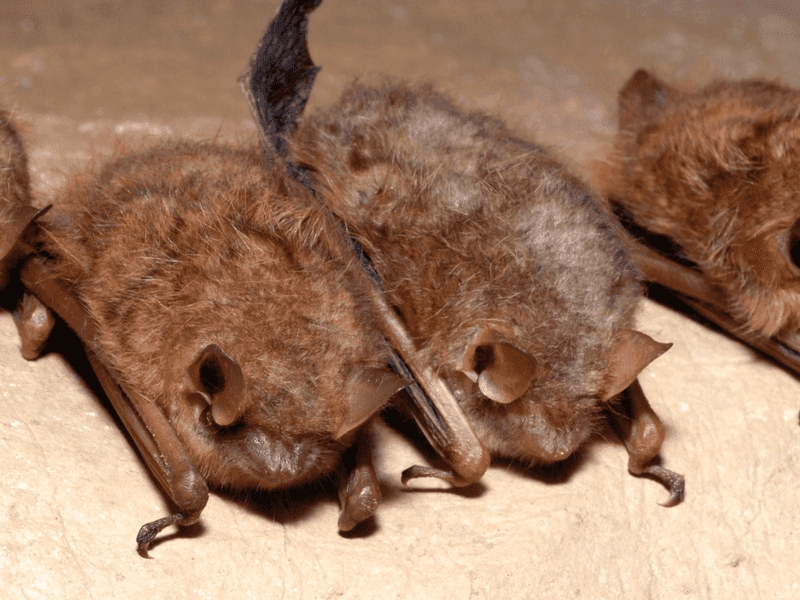 Minnesota's Northern Bats