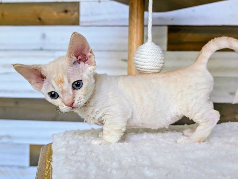Meet 10 Emerging Cat Breeds That Are Gaining Popularity In 2025 Meet 10 Emerging Cat Breeds That Are Gaining Popularity In 2025
