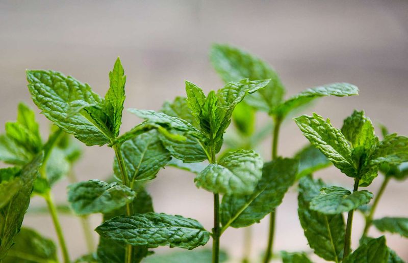 Mint Leaves