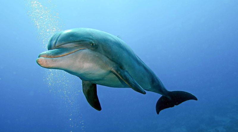 Mississippi's Bottlenose Dolphin