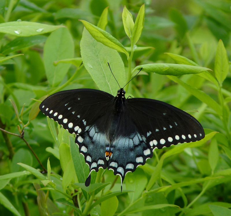 Mississippi's Giant Southern Swallowtail