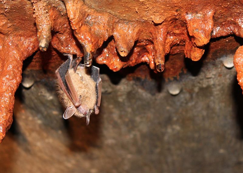 Mississippi's River Bats