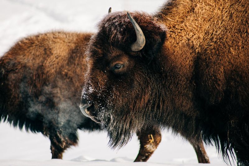 Mississippi Bison