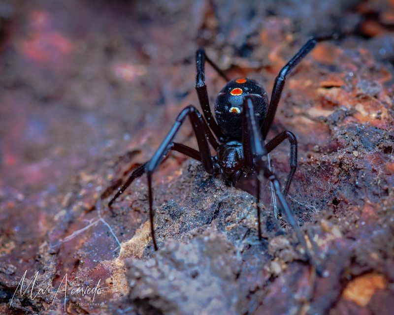 Mississippi - Black Widow Spiders