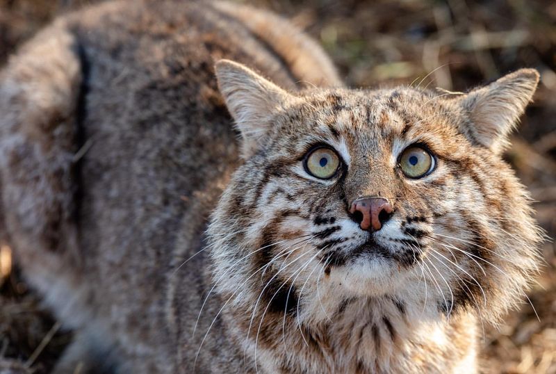 Mississippi - Bobcat