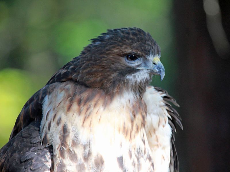 Mississippi - Broad-winged Hawk