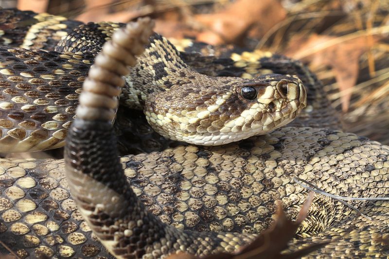 Mississippi - Eastern Diamondback Rattlesnake