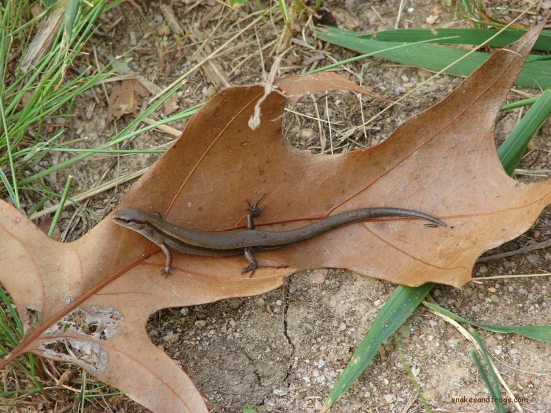 Mississippi Ground Skink