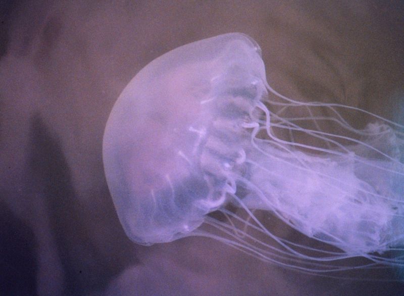 Mississippi - The Large Atlantic Sea Nettle