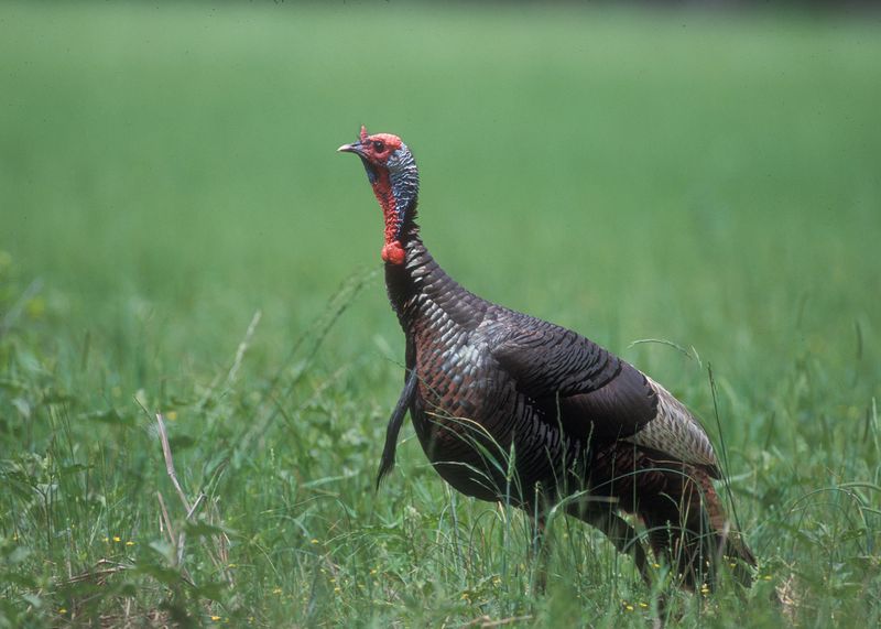 Mississippi - Wild Turkey