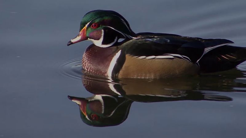 Mississippi: Wood Duck