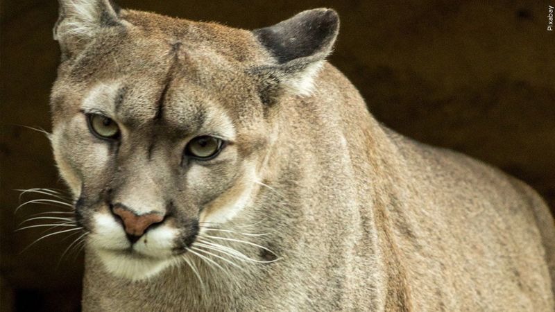 Missouri's Mountain Lion