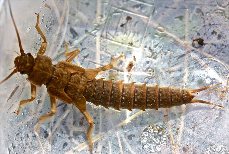 Missouri's Giant Stonefly