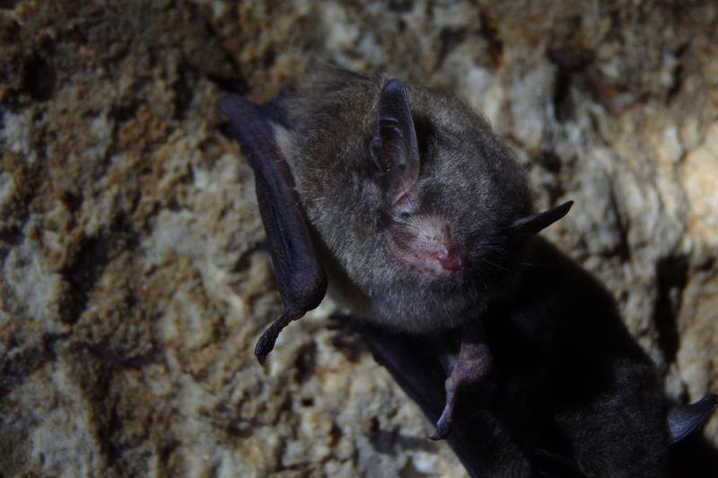 Missouri's Cave Bats