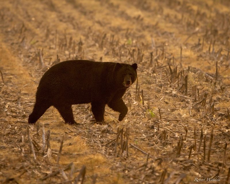 Missouri - American Black Bear