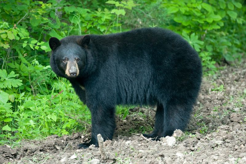 Missouri Bear