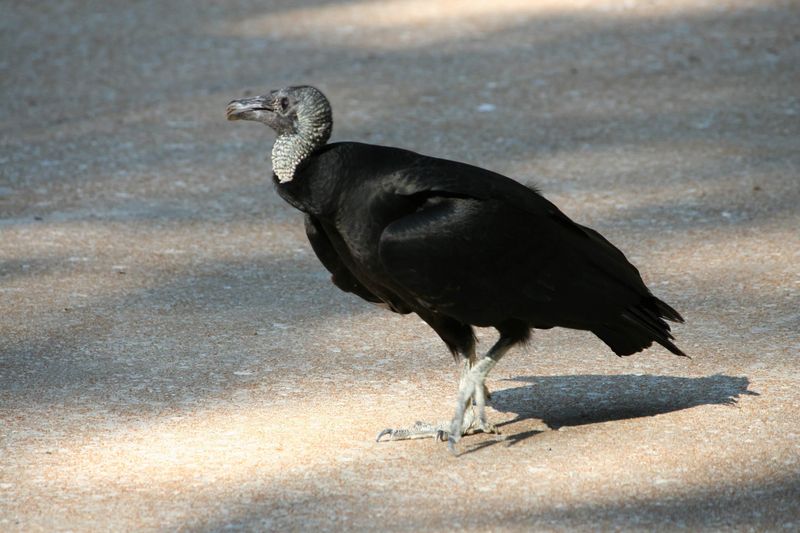 Missouri - Black Vulture